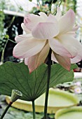 NELUMBO NUCIFERA, LOTUS - SACRED LOTUS