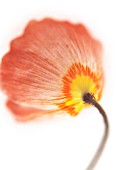 PAPAVER CROCEUM, PAPAVER NUDICALE, POPPY - ICELANDIC POPPY