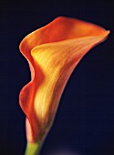 ARUM, LILY - ARUM LILY, CALLA LILY