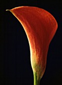 ARUM, LILY - ARUM LILY, CALLA LILY