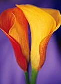 ARUM, LILY - ARUM LILY, CALLA LILY