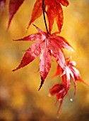 ACER PALMATUM OZAKAZUKI, JAPANESE MAPLE