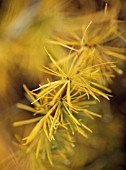 LARIX DECIDUA, LARCH