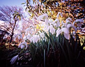 GALANTHUS NIVALIS, SNOWDROP