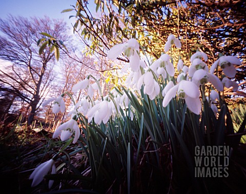 GALANTHUS_NIVALIS_SNOWDROP