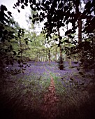 HYACINTHOIDES - VARIETY NOT IDETIFIED, BLUEBELL WOOD