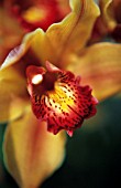 CYMBIDIUM, ORCHID