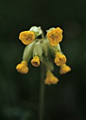 PRIMULA VERIS, COWSLIP