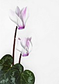 CYCLAMEN, CYCLAMEN