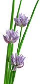 ALLIUM SCHOENOPRASUM, CHIVE