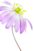 ANEMONE BLANDA, ANEMONE