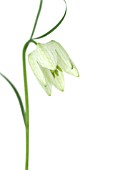 FRITILLARIA MELEAGRIS ALBA, FRITILLARY