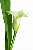 ZANTEDESCHIA, LILY - ARUM LILY, CALLA LILY