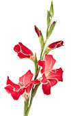 GLADIOLUS, GLADIOLUS