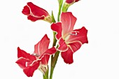 GLADIOLUS, GLADIOLUS