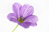 GERANIUM ENDRESSII, GERANIUM, CRANESBILL