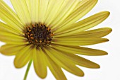 OSTEOSPERMUM BUTTERMILK, OSTEOSPERMUM