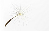 TARAXACUM OFFICINALE, DANDELION CLOCK