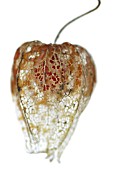 PHYSALIS ALKEKENGI, CHINESE LANTERN, GOOSEBERRY