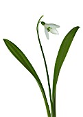 GALANTHUS WORONOWII, SNOWDROP