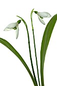 GALANTHUS WORONOWII, SNOWDROP