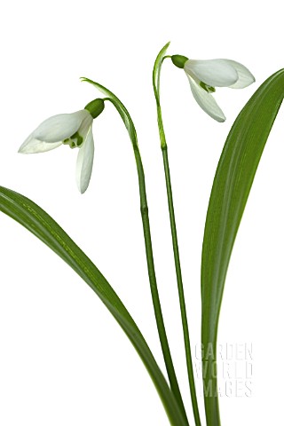 GALANTHUS_WORONOWII_SNOWDROP