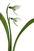 GALANTHUS WORONOWII, SNOWDROP