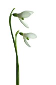 GALANTHUS WORONOWII, SNOWDROP