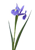 IRIS ‘DUTCH BLUE MAGIC’, IRIS