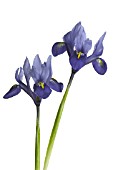 IRIS RETICULATA HARMONY, IRIS