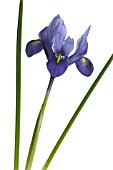 IRIS RETICULATA HARMONY, IRIS