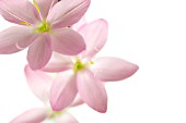 SCHIZOSTYLIS COCCINEA ‘JENNIFER’, KAFFIR LILY