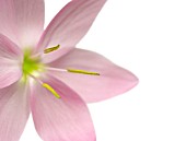 SCHIZOSTYLIS COCCINEA ‘JENNIFER’, KAFFIR LILY