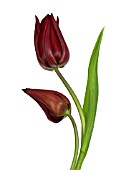 TULIPA, TULIP