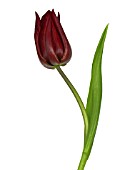 TULIPA, TULIP