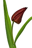 TULIPA, TULIP