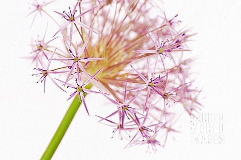 ALLIUM_CRISTOPHII_STAR_OF_PERSIA_ALLIUM