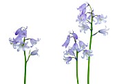 HYACINTHOIDES HISPANICA, BLUEBELL - SPANISH BLUEBELL