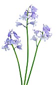 HYACINTHOIDES HISPANICA, BLUEBELL - SPANISH BLUEBELL