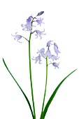 HYACINTHOIDES HISPANICA, BLUEBELL - SPANISH BLUEBELL