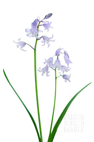 HYACINTHOIDES_HISPANICA_BLUEBELL__SPANISH_BLUEBELL