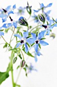 BORAGO OFFICINALIS, BORAGE