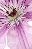 CLEMATIS HAGLEY HYBIRD