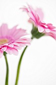 GERBERA, GERBERA