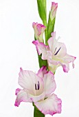 GLADIOLUS, GLADIOLUS