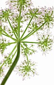 HERACLEUM SPHONDYLIUM, HOGWEED