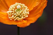 MECONOPSIS CAMBRICA, POPPY - WELSH POPPY