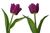 TULIPA, TULIP