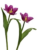 TULIPA, TULIP