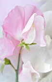 LATHYRUS ODORATUS, SWEET PEA